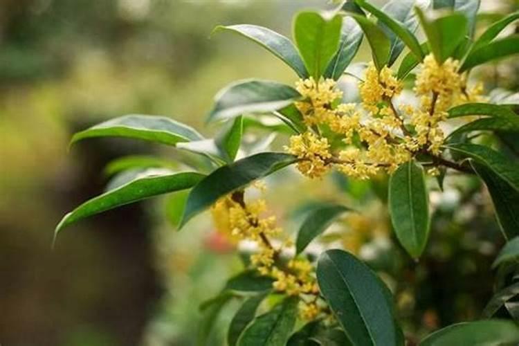 豆角想要高产怎么施肥