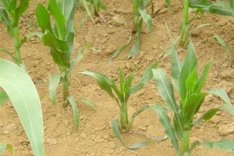 玉米用什么叶面肥效果好？