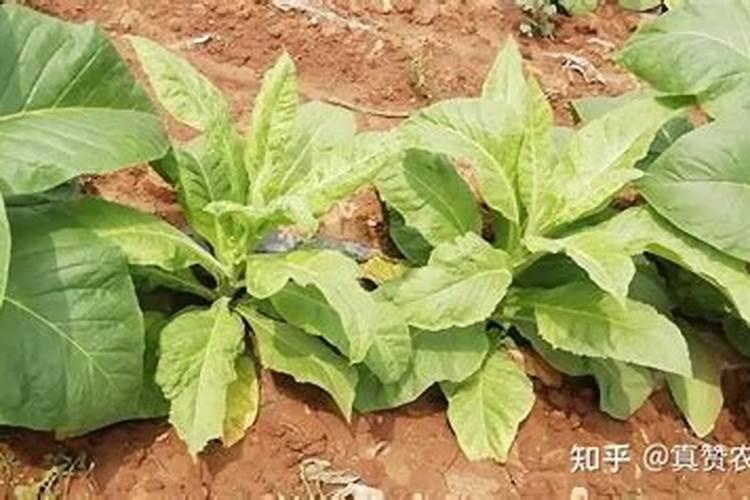 叶面肥分几种类型