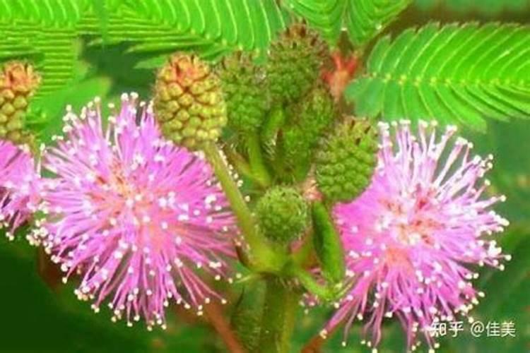 生石灰钙镁含量标准