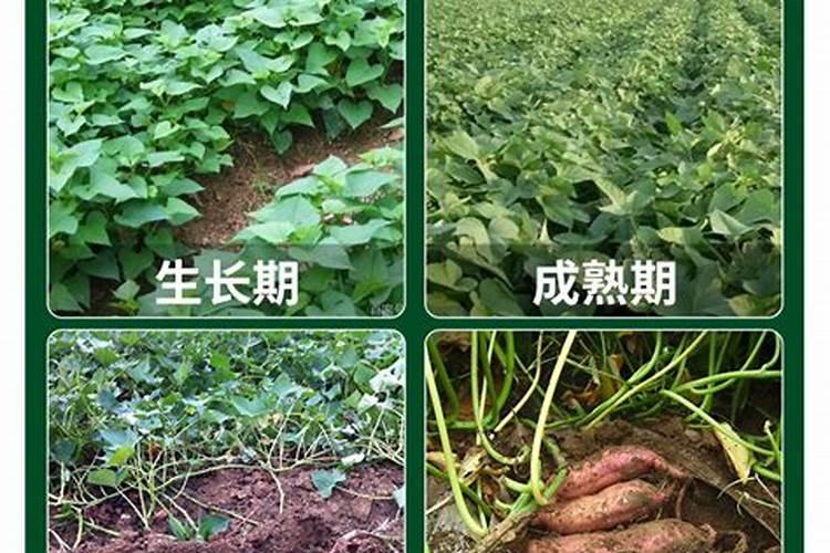 重庆盛产什么水果？