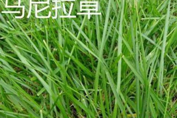 新铺草坪直接用施肥