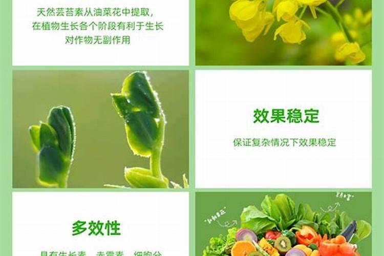 芸苔素使用有什么禁忌