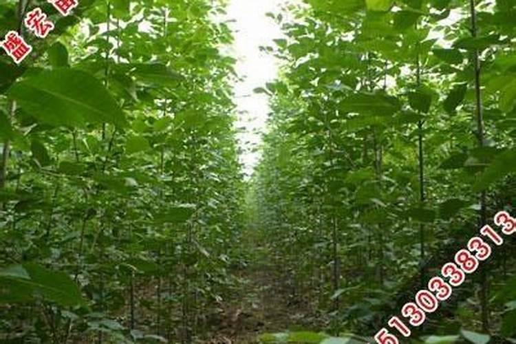 过期的红糖能用来做什么