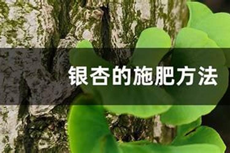 银杏施肥时间和方法