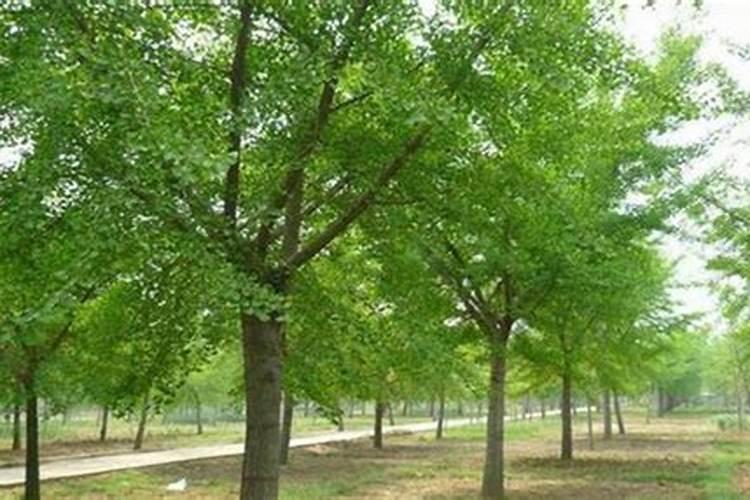 银杏树怎样施肥效果好