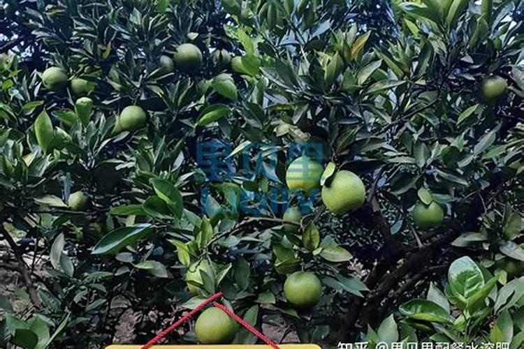 种下去两年的脐橙树,一年可以施肥几次？？？