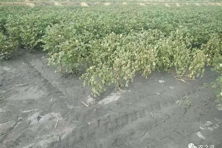 黄瓜浇多了肥怎么办 出现肥害的解决方法