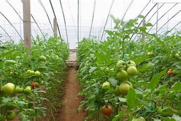 蔬菜打完芸苔素几天可以食用？