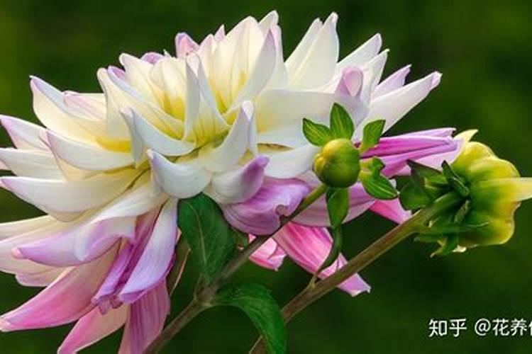 芹菜浇水冲施什么肥料