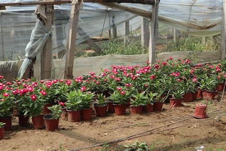 丝瓜可以使用矮多收吗？