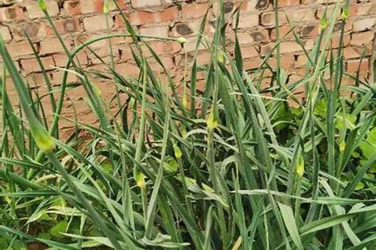 大蒜抽苔期追肥追什么化肥