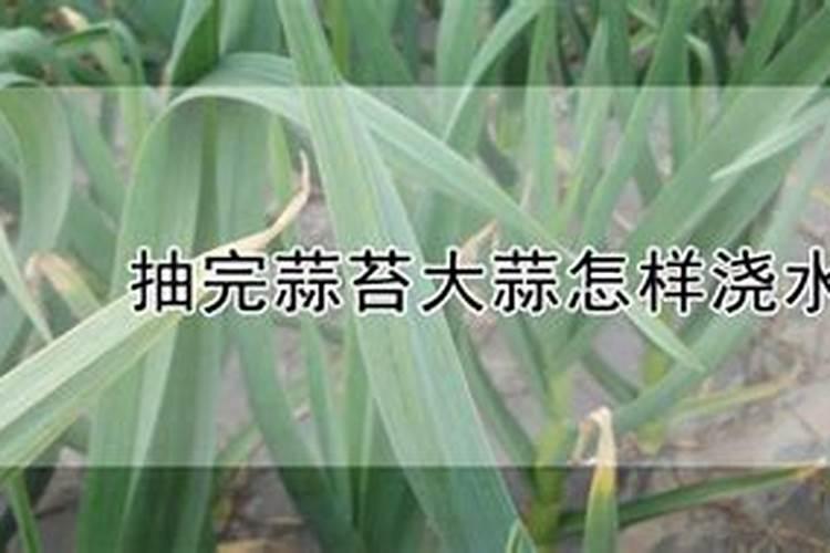 清明浇大蒜不能冲化肥吗？冲了拔了蒜苔就死了,请问老师怎样种好大蒜...
