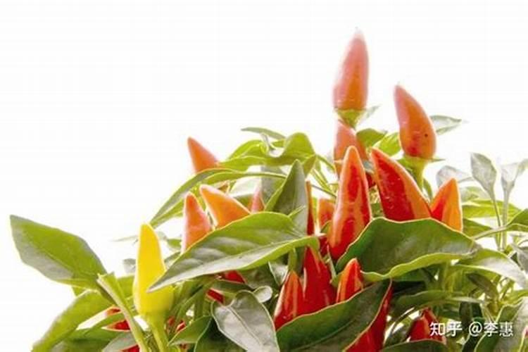 天津市海鲜市场