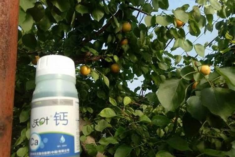 梅花树养殖方法和注意事项