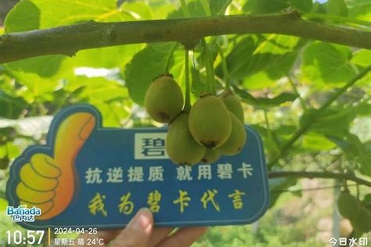 什么时期用什么肥