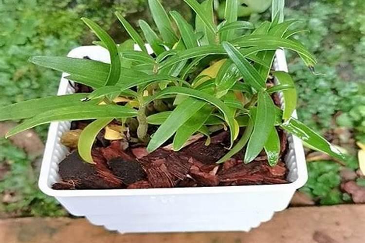 铁皮石斛施肥技术及其注意事项 石斛施肥方法和注意事项