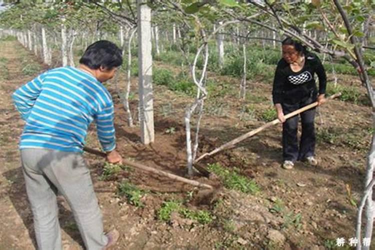桃树什么时候施肥最好 桃树的施肥时间