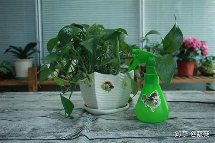 家用菜地肥料什么最好