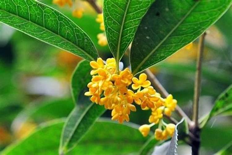 桂花树施肥用什么肥料