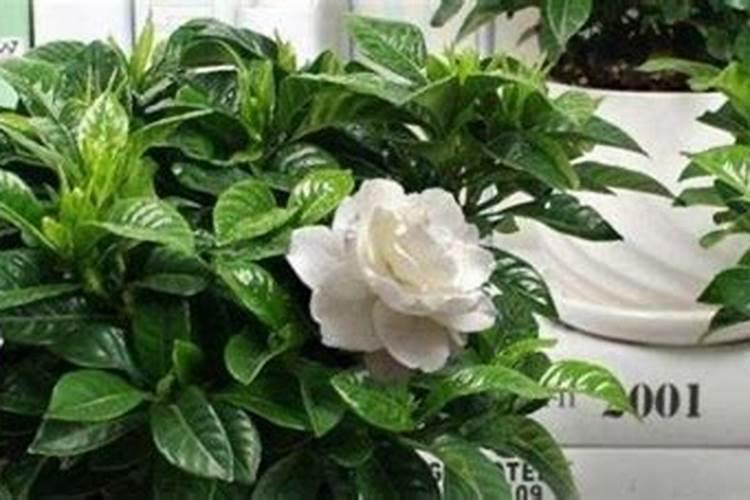 荷兰尿素生产技术业绩怎么样