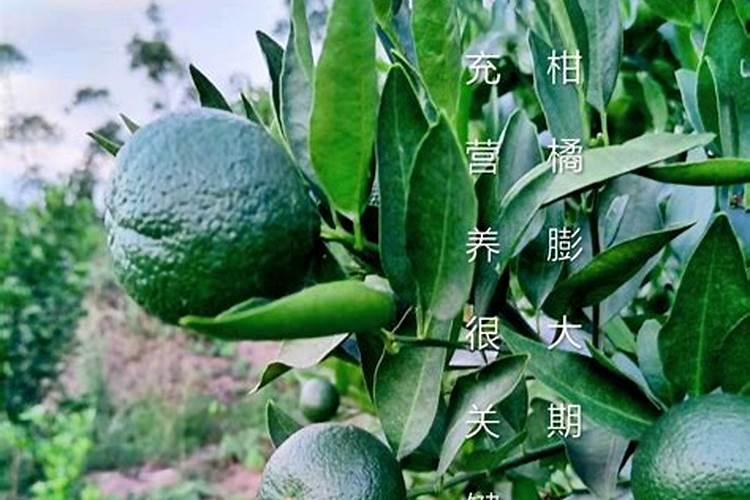 樱桃打什么叶面肥长的快？樱桃什么肥可以果实膨大？