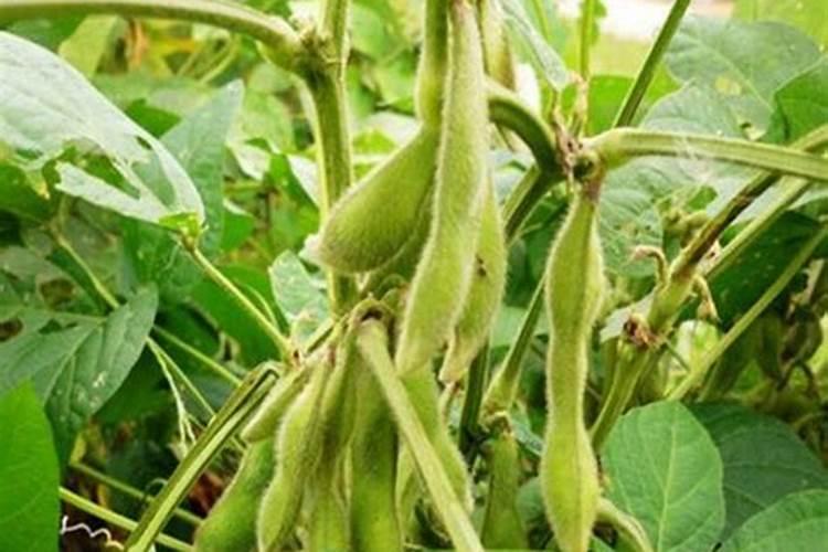 种植毛豆需要施什么肥