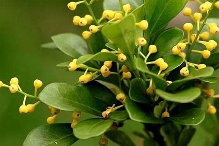 磷酸二氢钾可以浇米兰花吗