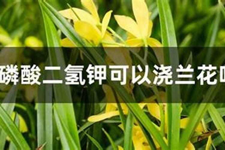 磷酸二氢钾可以浇米兰花吗