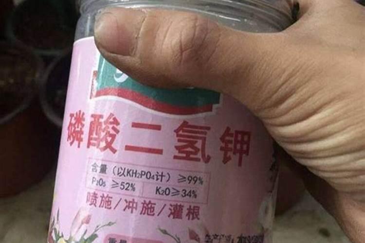 磷酸二氢钾可以浇米兰花吗