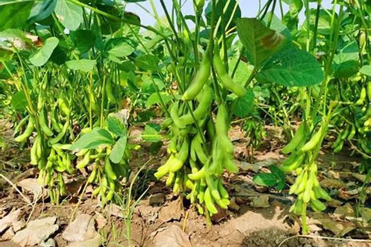 种植毛豆需要施什么肥