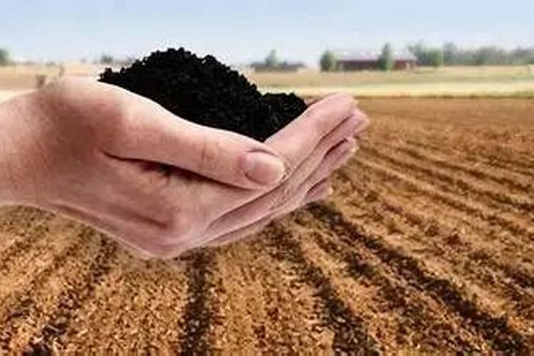 腐殖酸肥料的效果是什么？应该如何使用？