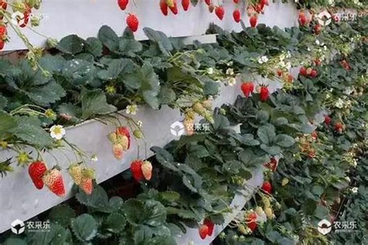 白兰花正常多久施肥