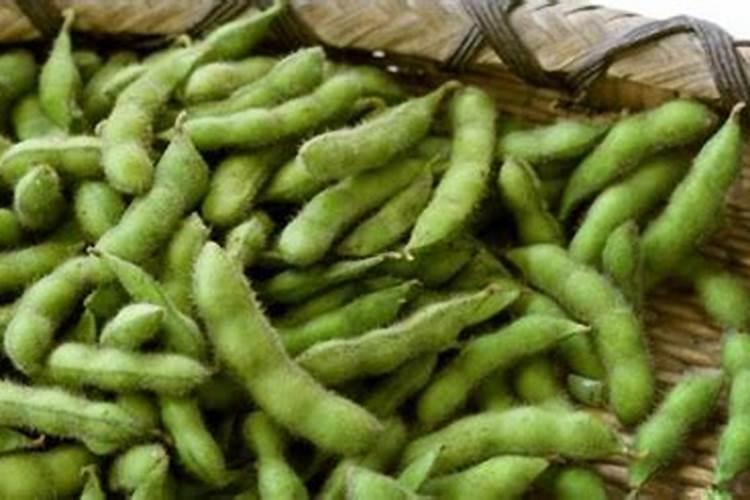 毛豆底肥施什么肥