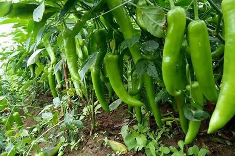 辣椒多久施一次肥