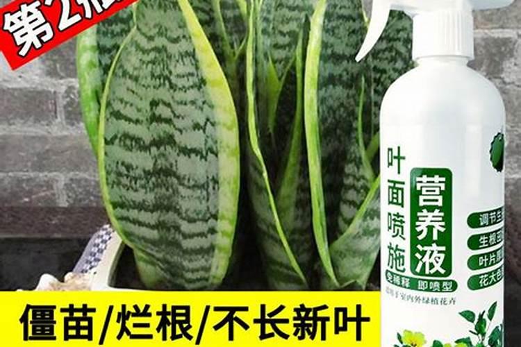 ...切割？简单实用一看即会,轻轻松松零成本自制花盆!