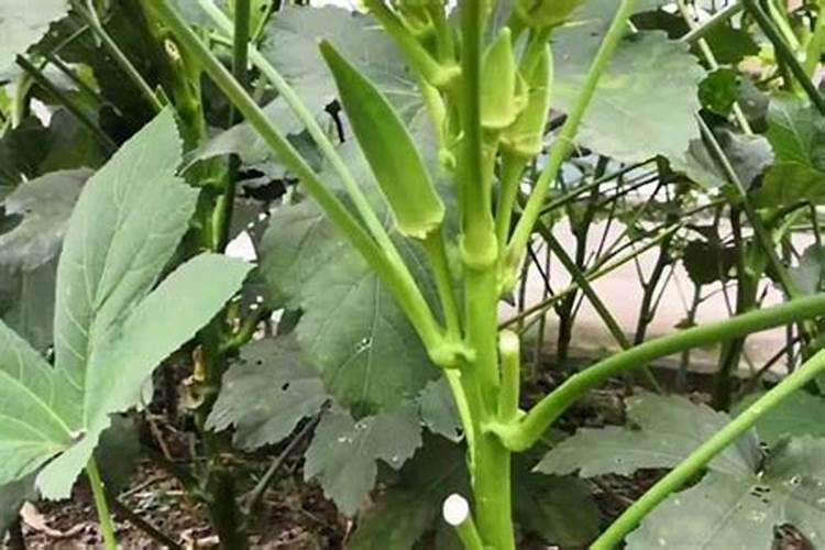 蓝莓种植技术引导(四)