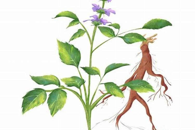 中国十大质量最好化肥