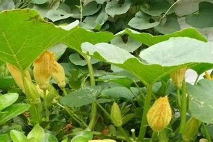 南瓜接瓜后要追什么肥