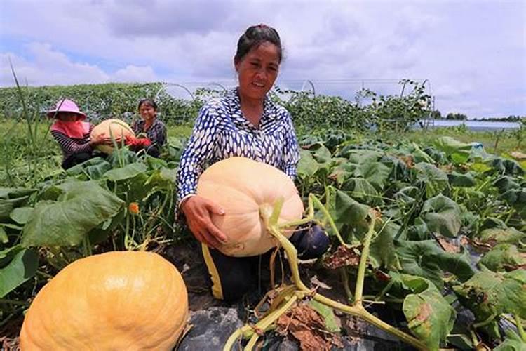 南瓜什么时候追肥合适