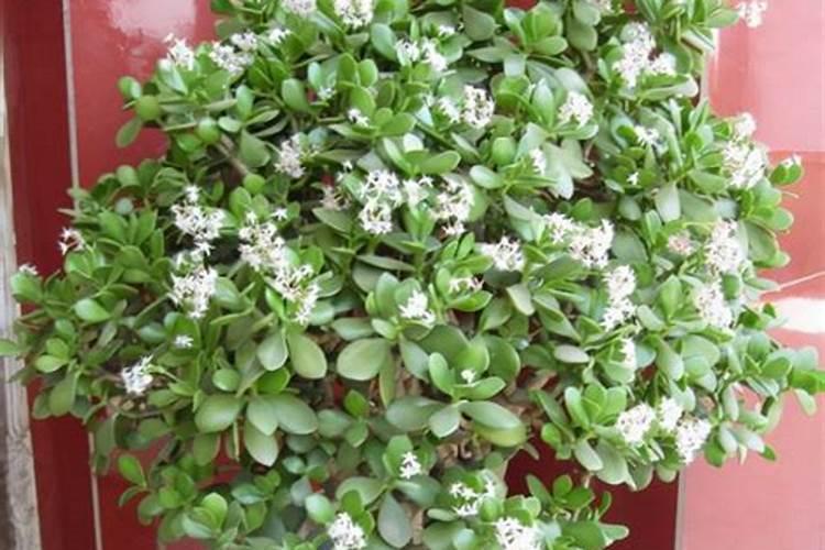 养护玉树用什么肥料最好？应该如何施肥？