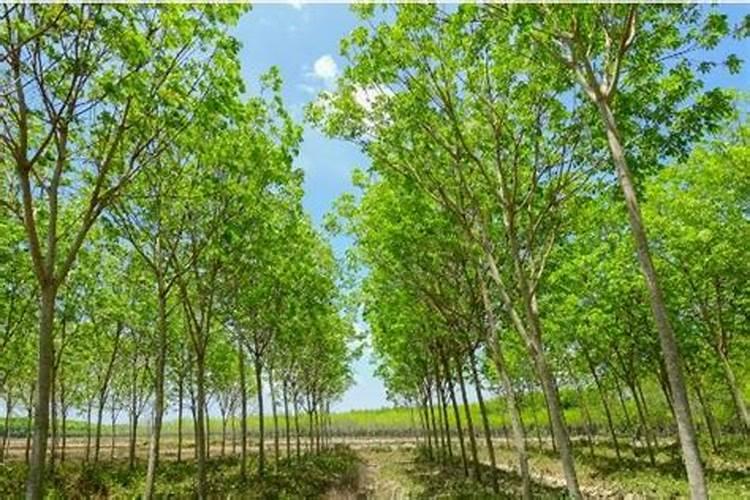 杨树施什么肥长得最快