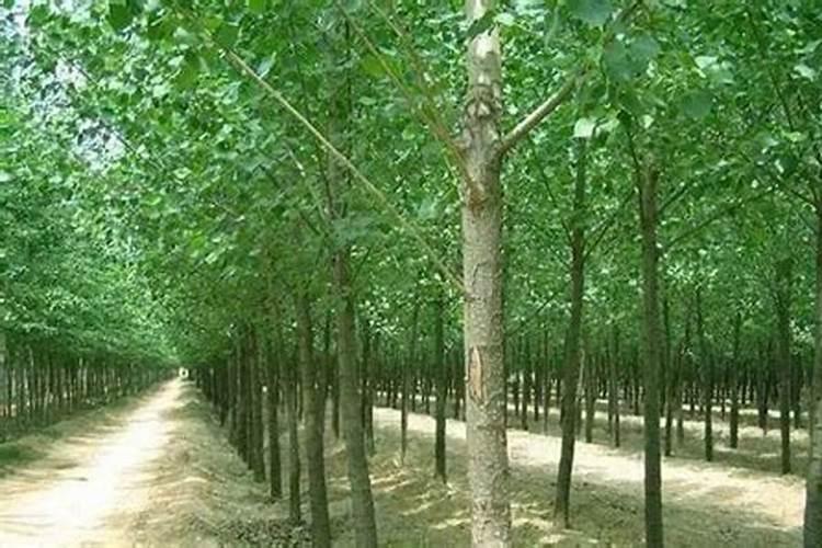 杨树施什么肥长得最快