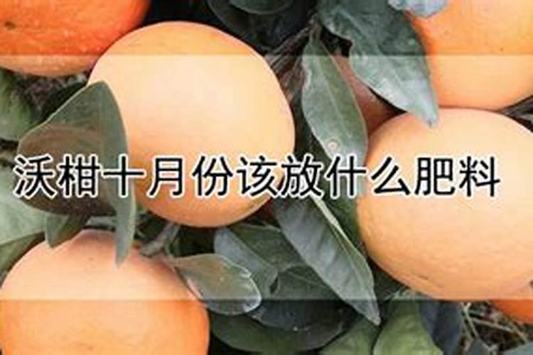 沃柑全年12个月管理及技术,沃柑产地集中在哪里