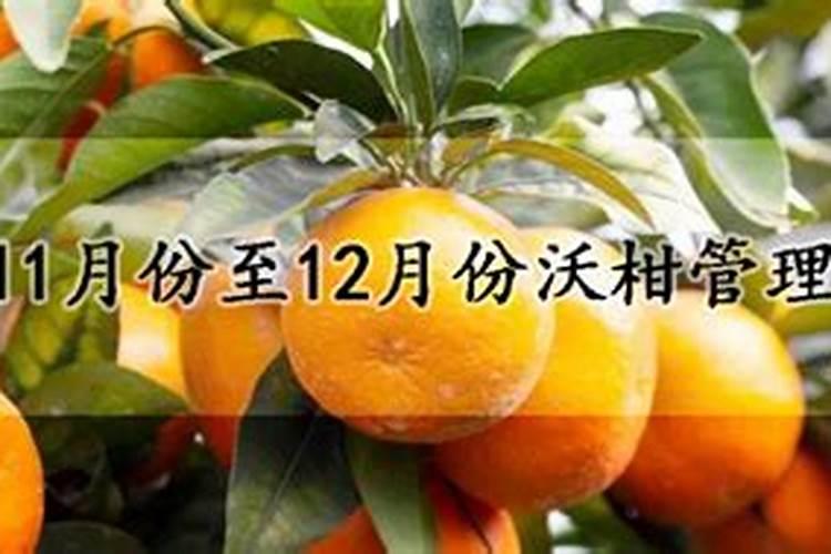 安鲜脂加磷酸二氢钾用在沃柑上起什么作用？