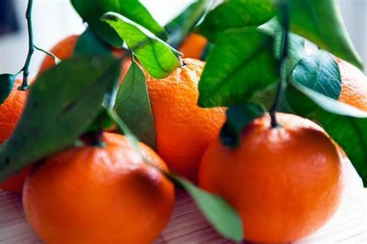 沃柑怎么种植更好？宜宾柑橘苗基地,沃柑苗批发价格如何？