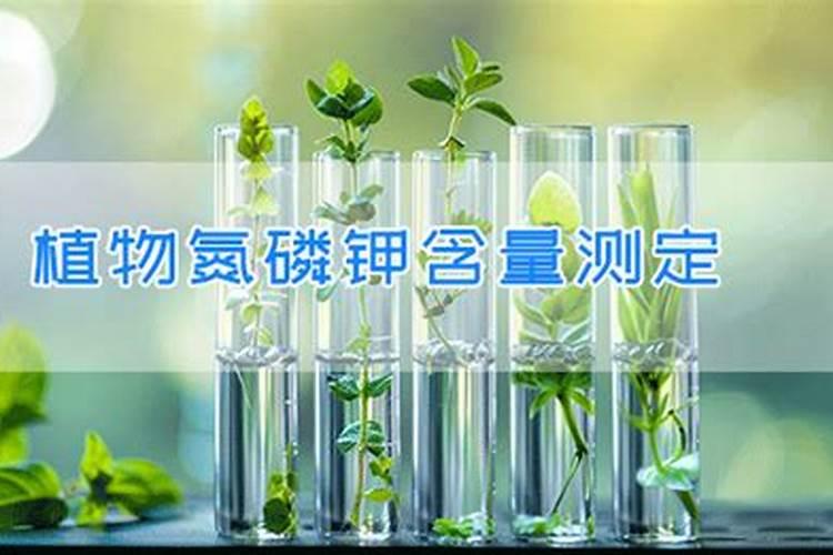 樱桃树苗的春季管理