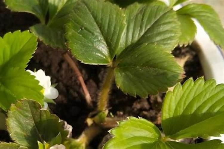 养花氮磷钾口诀,氮磷钾肥怎样施肥效果好