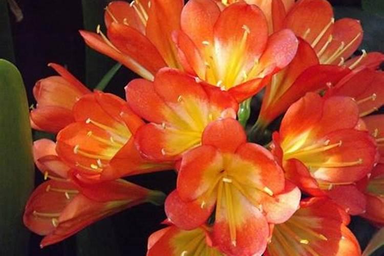 花生开花后施什么肥