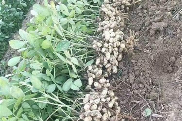 花生开花期要施什么肥